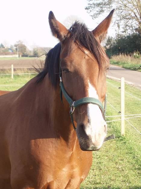 Hannoveraner ruben R.I.P 14.01.10 billede 9