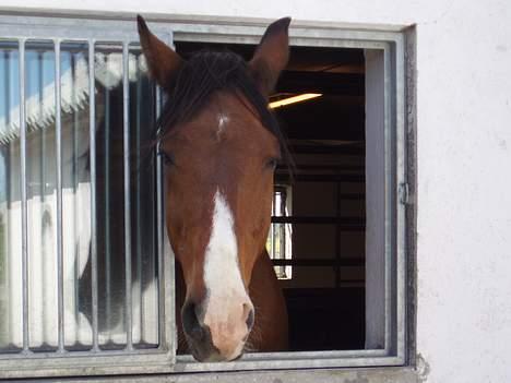 Hannoveraner ruben R.I.P 14.01.10 billede 10