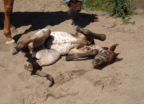Knabstrupper Laramie (SOLGT) - Hehe.. Det er dejligt at rulle sig.. billede 19