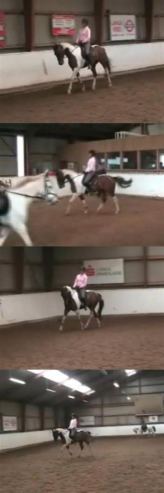 Pinto My Promise - 16# lidt dressur :) - taget fra en video, derfior er kvaliten ikke så god (: billede 16