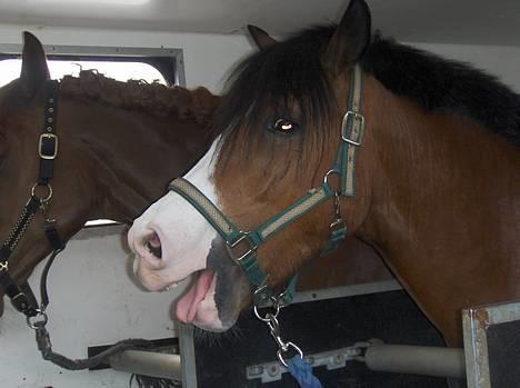 DSP Bæklunds Laredo (SOLGT) - I lastbilen til morsø . Trætte trætte pony <3 billede 14