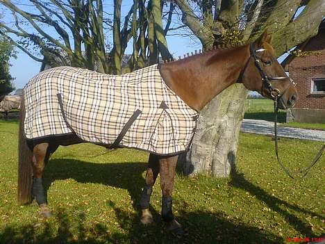 Dansk Varmblod Liberty Lady-Hvil i fred - Så står man bare model igen.... Det er lidt sjovt engang imellem alligevel billede 2