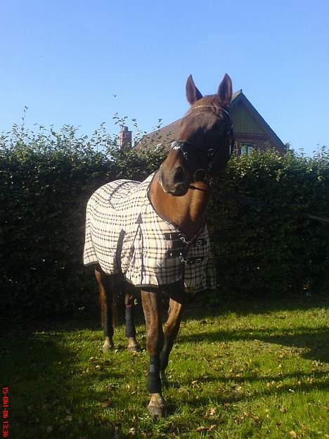 Dansk Varmblod Liberty Lady-Hvil i fred - Lidt fotogen skal man vel være engang imellem billede 3
