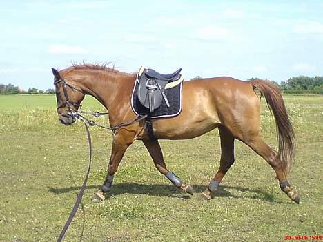 Dansk Varmblod Liberty Lady-Hvil i fred billede 4