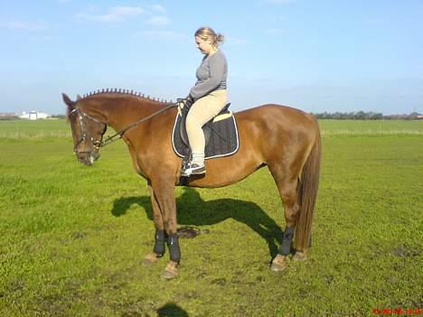 Dansk Varmblod Liberty Lady-Hvil i fred billede 5