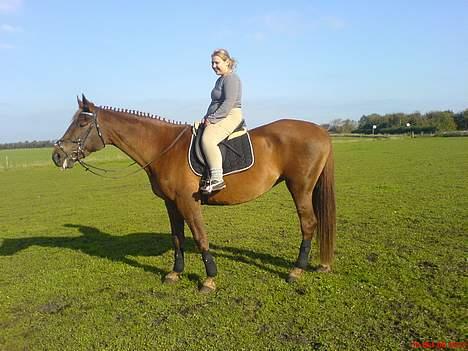 Dansk Varmblod Liberty Lady-Hvil i fred billede 6