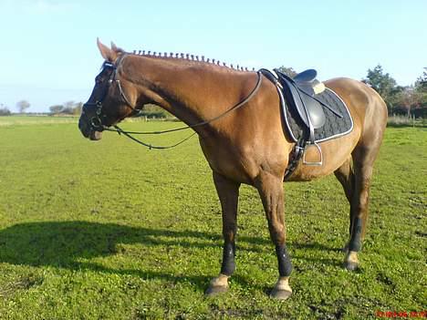 Dansk Varmblod Liberty Lady-Hvil i fred billede 7