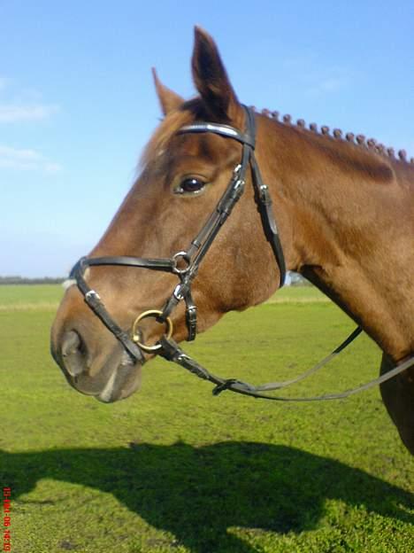 Dansk Varmblod Liberty Lady-Hvil i fred billede 8