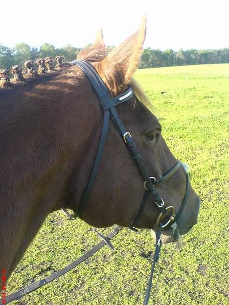 Dansk Varmblod Liberty Lady-Hvil i fred - Hvis jeg lader som om at jeg har fået øje på noget skal jeg nok ikke lave noget så længe...hehe billede 9