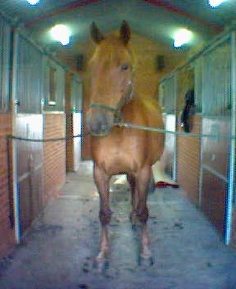 Dansk Varmblod Liberty Lady-Hvil i fred - Du går vel ikke også fra mig...Jeg vil altså ikke stå alene her inde i den dumme stald når de andre er ude billede 10