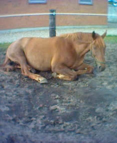 Dansk Varmblod Liberty Lady-Hvil i fred - Ja lidt træt på folden kan man vel altid blive billede 11