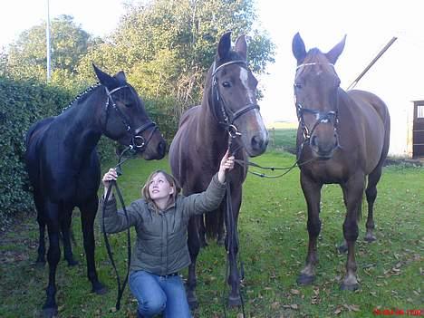 Dansk Varmblod Liberty Lady-Hvil i fred - Liberty ligner ikke ligefrem en der gider at stå model når de andre skal være med... De ødelægger jo nok billedet:-) billede 12