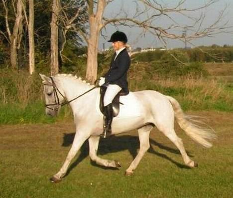 New Forest Odbjergs Pikant-solgt - Jeg savner dig putte<3 alle de stævner, og alt mulig andet billede 19