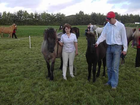 Islænder Helga fra Dolmer - Kimbrerskuet 2006 med ejer og passer billede 1