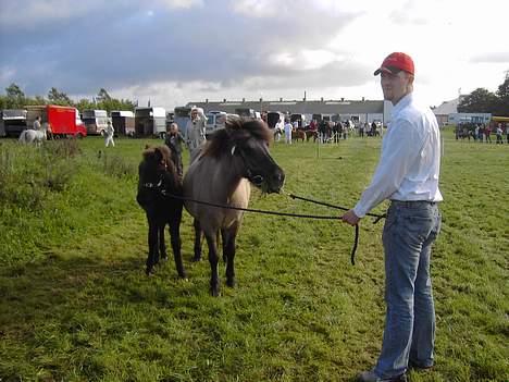 Islænder Helga fra Dolmer - Kimbrerskuet 2006 med ejer. billede 2