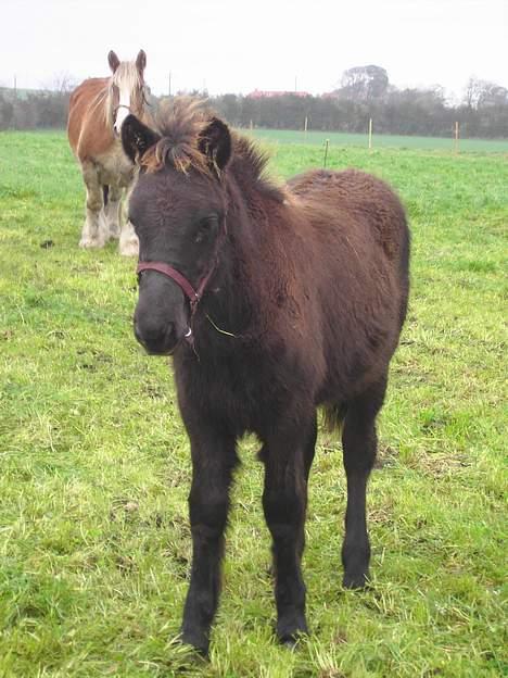 Islænder Helga fra Dolmer - Mundilfari billede 3