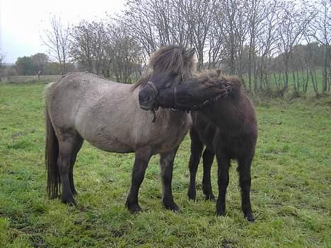 Islænder Helga fra Dolmer - Mor og søn.. De er da pæne billede 4