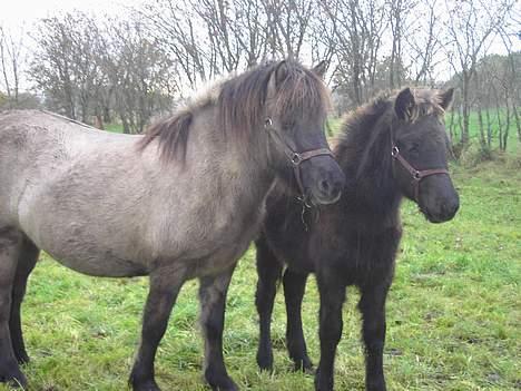 Islænder Helga fra Dolmer - De er nu pæne sammen. billede 5