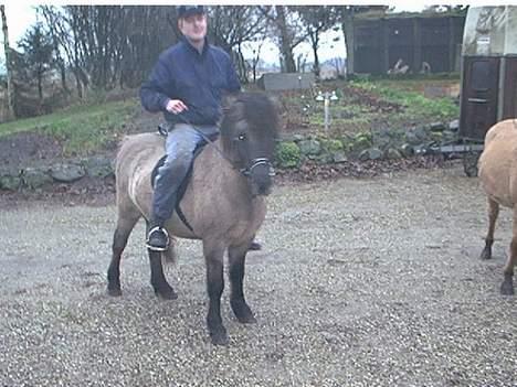 Islænder Helga fra Dolmer - Peter på ryggen af Helga i 2002 billede 6