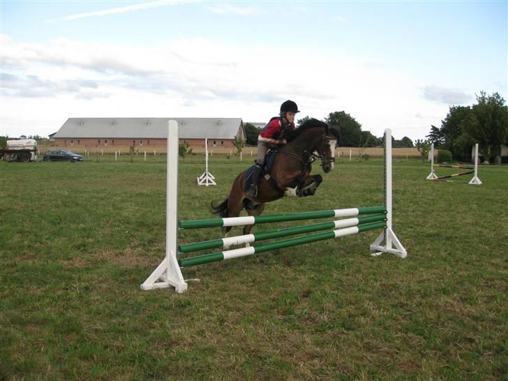 Irsk Sportspony Mr. Glen R.I.P. - så springer vi mor! billede 11