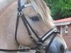 Fjordhest Larsen  "Lasse" solgt [Tidl. hest]