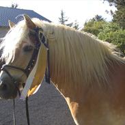 Haflinger MISTRAL (MALAWI)