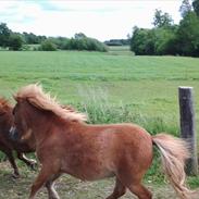 Shetlænder >>Bonanza<<