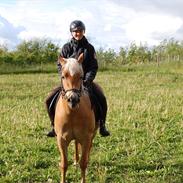 Haflinger Nordan's Wariella