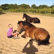 New Forest Toffifee af Damaergaard.