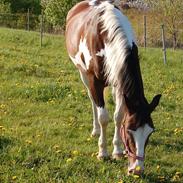 Tysk Sportspony Wendy