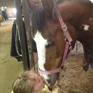 Tysk Sportspony Wendy