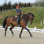 Dansk Varmblod Lipton