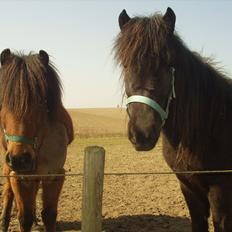 Islænder Kjartan fra Laven