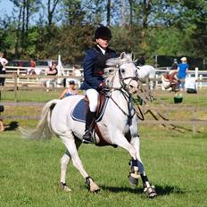 Welsh Partbred (Sec F) West Side Pride Poet