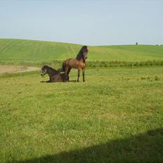 Islænder Kjartan fra Laven