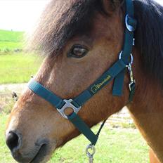 Islænder Kjartan fra Laven