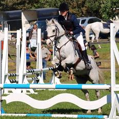 Welsh Partbred (Sec F) West Side Pride Poet