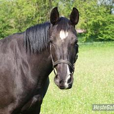 Oldenborg *-Zsa Zsa aka prinsessen <3-*