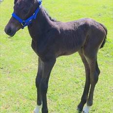 Dansk Varmblod ADIEGO ROYAL