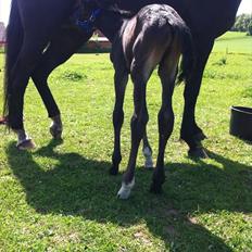 Dansk Varmblod ADIEGO ROYAL