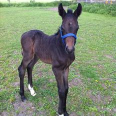 Dansk Varmblod ADIEGO ROYAL