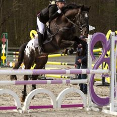 Knabstrupper Sherdil (KNN 185)