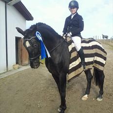 Knabstrupper Sherdil (KNN 185)