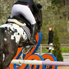 Knabstrupper Sherdil (KNN 185)