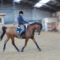 Sportsaraber (A) Youngstar Lukas - Mit Liv <3