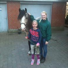 Hollandsk Sportspony Golden Mulan