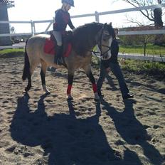 Hollandsk Sportspony Golden Mulan