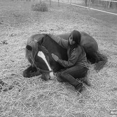 Hollandsk Varmblod ¨˜”°º• Rosa•º°”˜¨ Elsket & savnet.