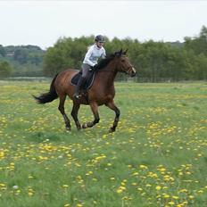 Dansk Varmblod CARAMIAS CARAT *pensioneret*