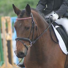 Dansk Varmblod CARAMIAS CARAT *pensioneret*